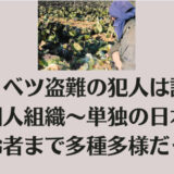 キャベツ盗難の犯人は誰？中国人組織～単独の日本人高齢者まで多種多様だった