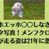 エッホエッホ○○しなきゃの元ネタ写真!メンフクロウの雛が走る姿は21年に激写