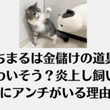 もちまるは金儲けの道具でかわいそう？炎上し飼い主にアンチがいる理由