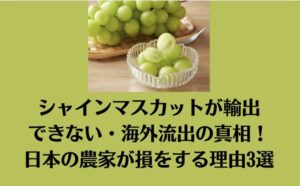 シャインマスカットが輸出できない・海外流出の真相！日本の農家が損をする理由3選