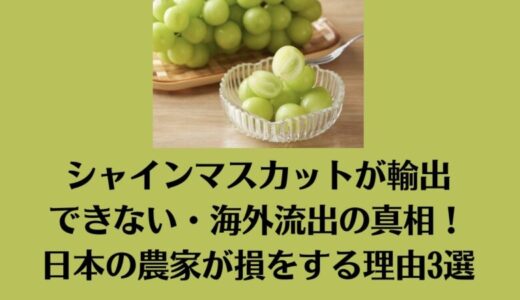 シャインマスカットが輸出できない・海外流出の真相！日本の農家が損をする理由3選